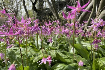 caption: Pink fawn lilies bloom beneath a vine maple in Shoreline's Twin Ponds Park in April 2024, an unusually cool month in the Seattle area despite global warming.