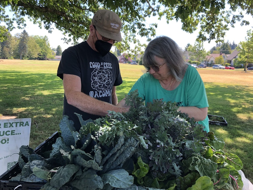 caption: David Thompson, left, founder of Food is Free Washington and volunteer Nikki Mann arrange kale donated by local gardeners. 