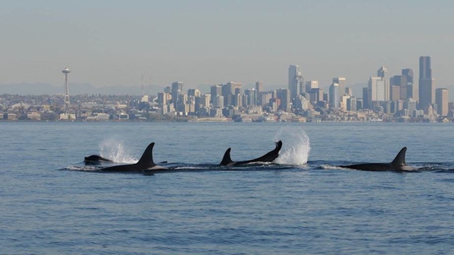 caption: An orca pod travels past the Seattle skyline.