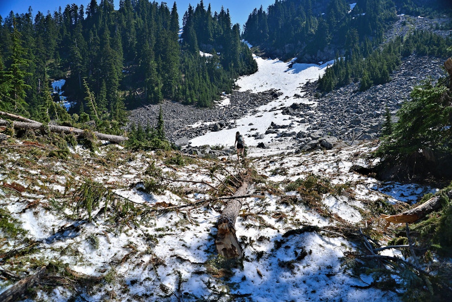 caption: A hiker crosses an avalanche debris field on the Pacific Crest Trail, still buried four months after an explosive charge was used to trigger the slide near Stevens Pass in 2014. 
