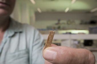 caption: Geoffrey Clark of Australian National University holds a bone comb from a tattooing kit found to be approximately 2,700 years old.