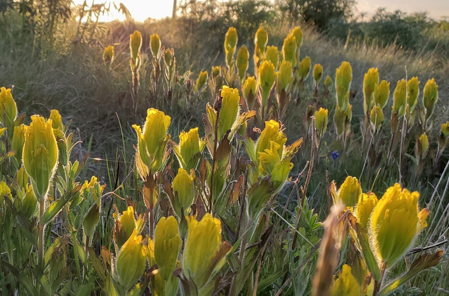 caption:  The golden paintbrush, a bright yellow flower found in Oregon and Washington, no longer needs federal protections.