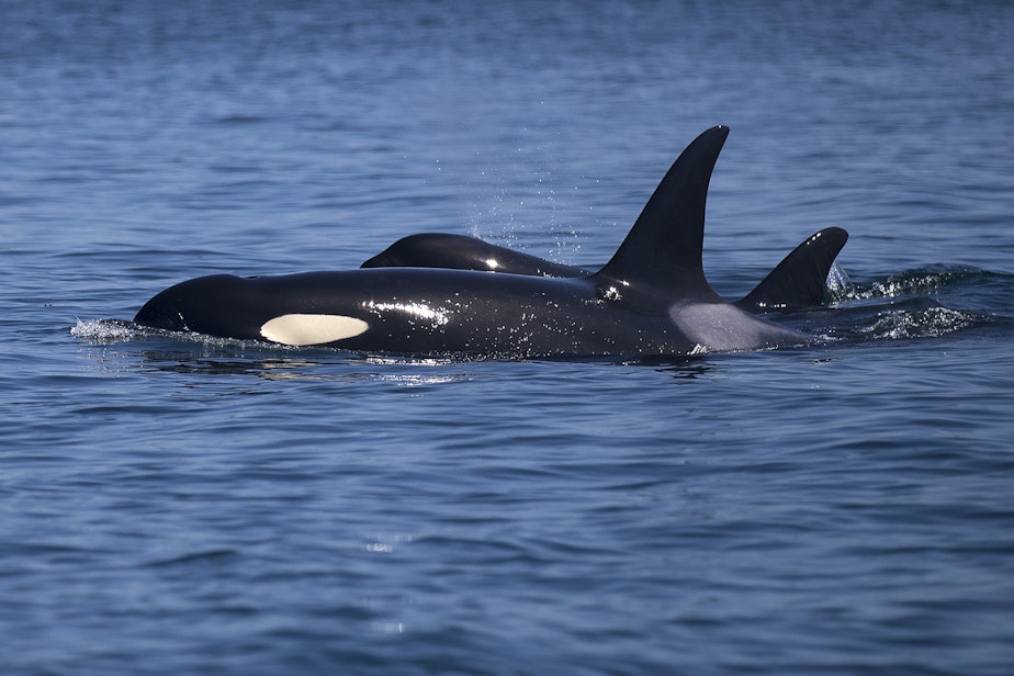 caption: Southern resident orcas from J pod surface and breathe together on Aug. 15, 2019, near Lime Kiln Point off San Juan Island. (Image taken under authority of NMFS permit No. 22141)