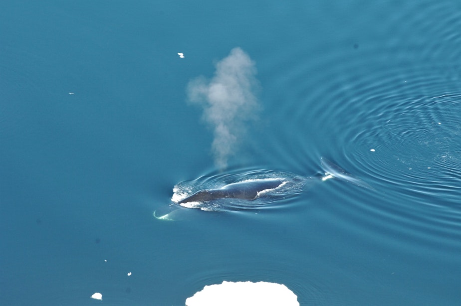 caption: A bowhead whale surfaces in Fram Strait, to the northwest of Norway. 