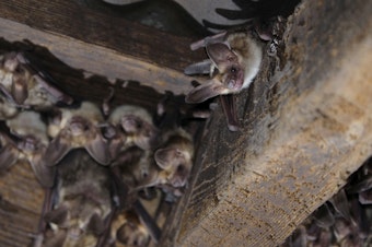caption: A Pallid Bat colony on Santa Cruz Island.  