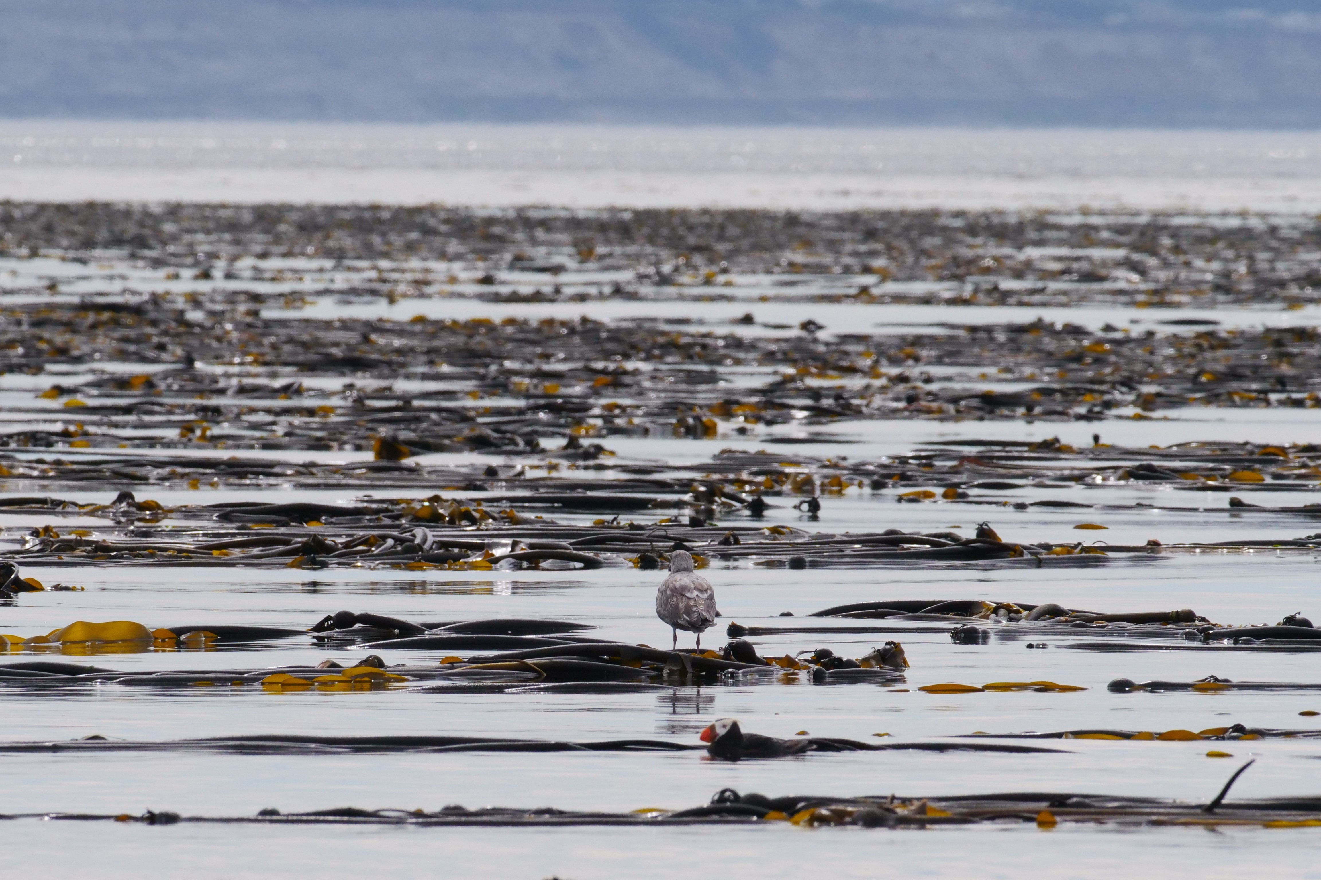 caption: A tufted puffin (foreground) and a juvenile gull rest in Washington state's largest kelp bed off Smith Island, with the bluffs of Whidbey Island 5 miles in the distance.
