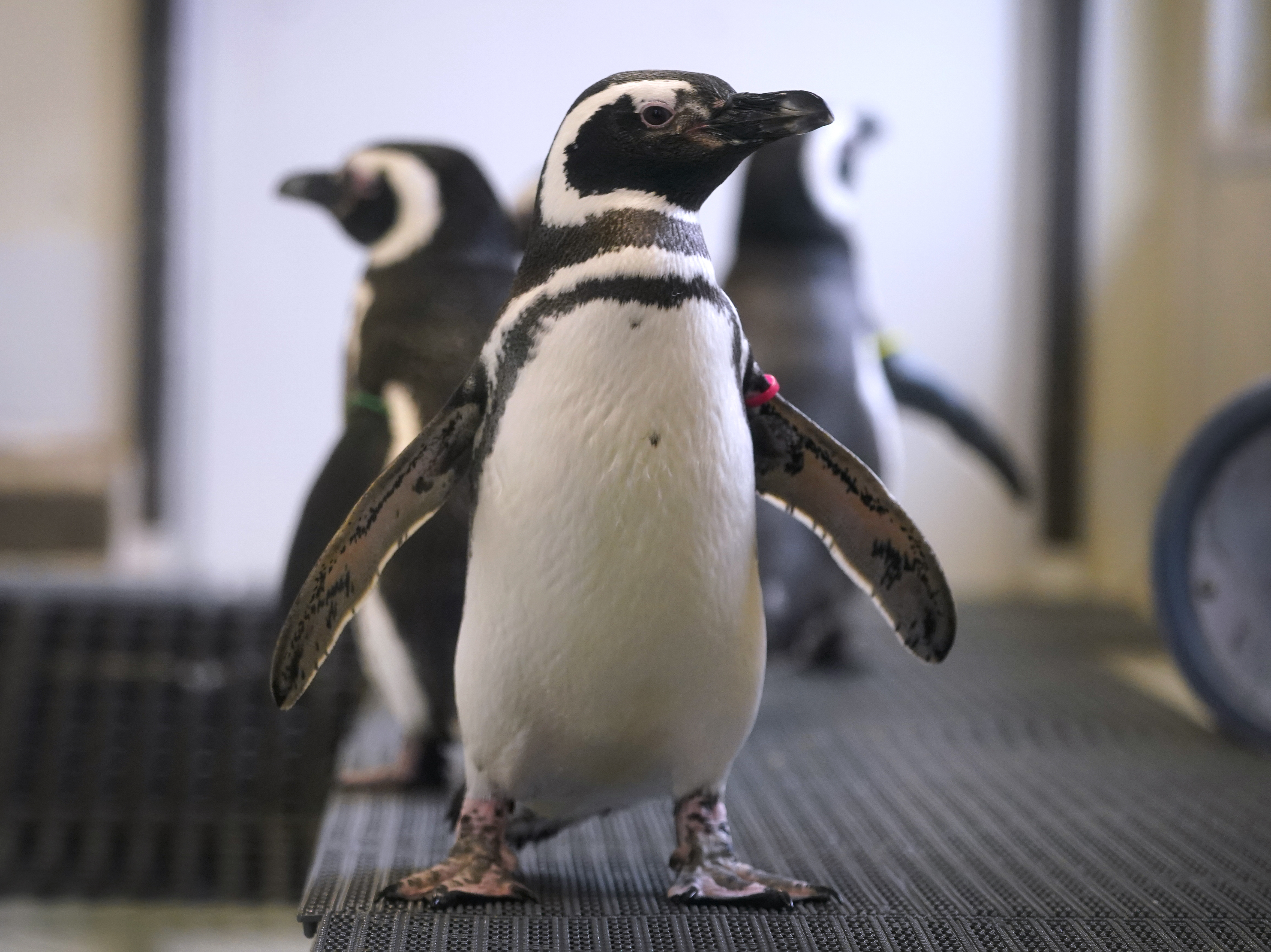 caption: Magellan penguins stand in their enclosure at the Blank Park Zoo on Tuesday in Des Moines, Iowa. Zoos across North America are moving their birds indoors and away from people and wildlife as they try to protect them from the highly contagious and potentially deadly avian influenza.