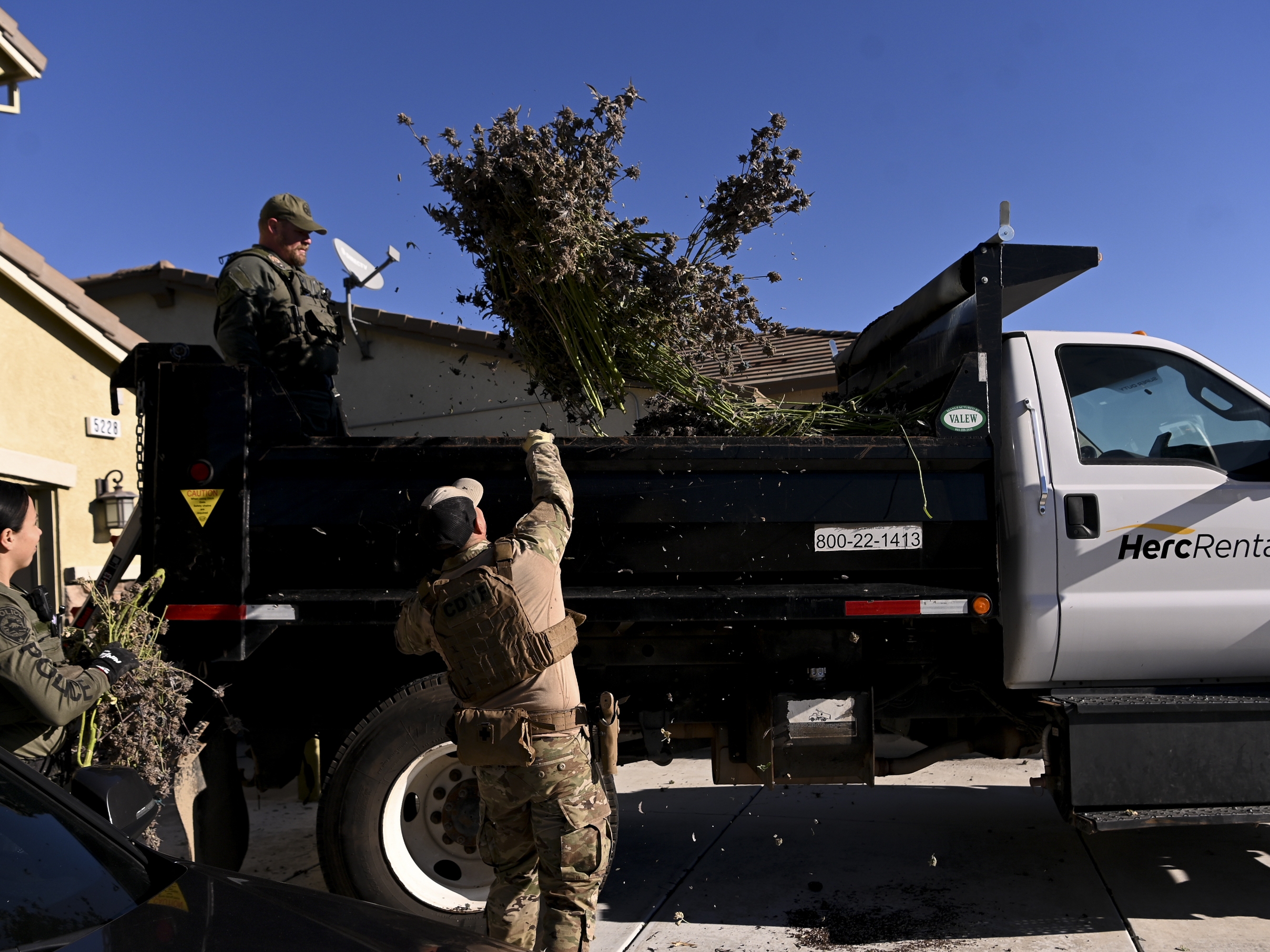 caption: In much of the U.S., illegal cannabis outcompetes legal weed sold in licensed shops. Officers with the law enforcement division of the California Department of Cannabis Control confiscate unlicensed marijuana plants in the Goldridge neighborhood of Fairfield, Calif., on Jan. 9.