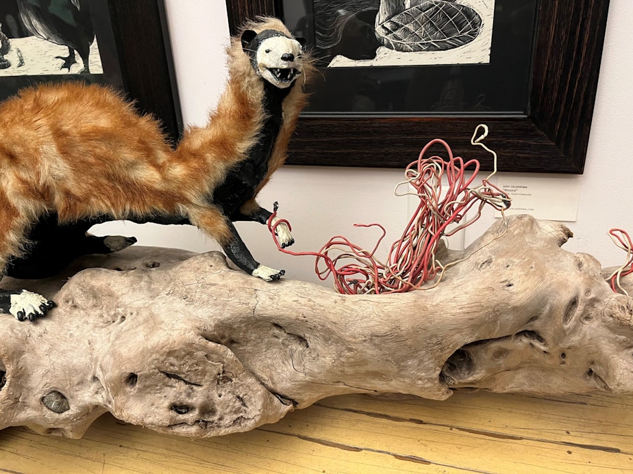 caption: A sculpture by Seattle artist Jody Joldersma depicts a weasel-like animal with its foot tangled in wire.