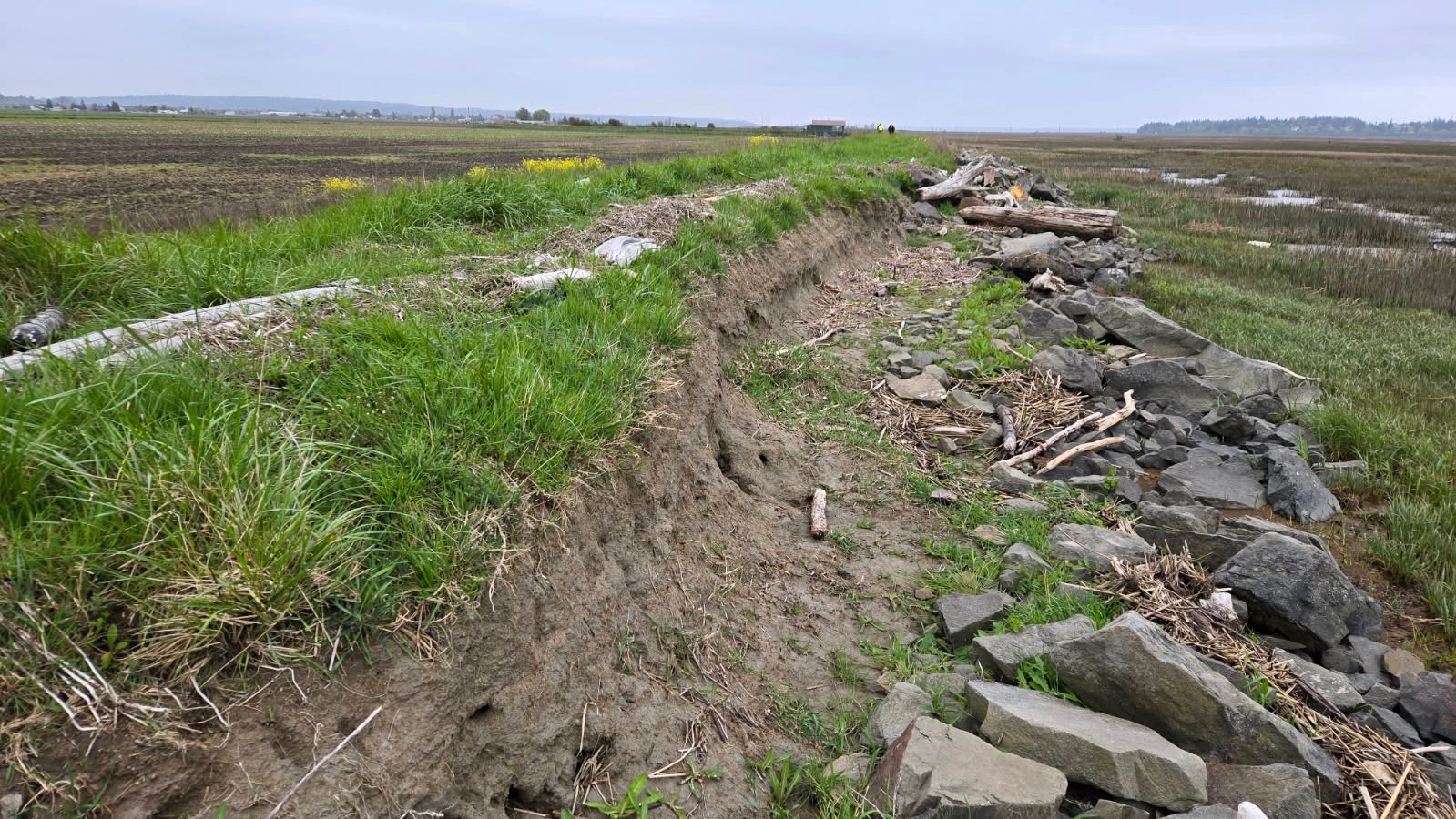 caption: A severely eroded levee, its protective rocks washed away by winter waves, separates farmland (left) from Puget Sound tidelands near Stanwood, Washington, on April 23, 2026. 
