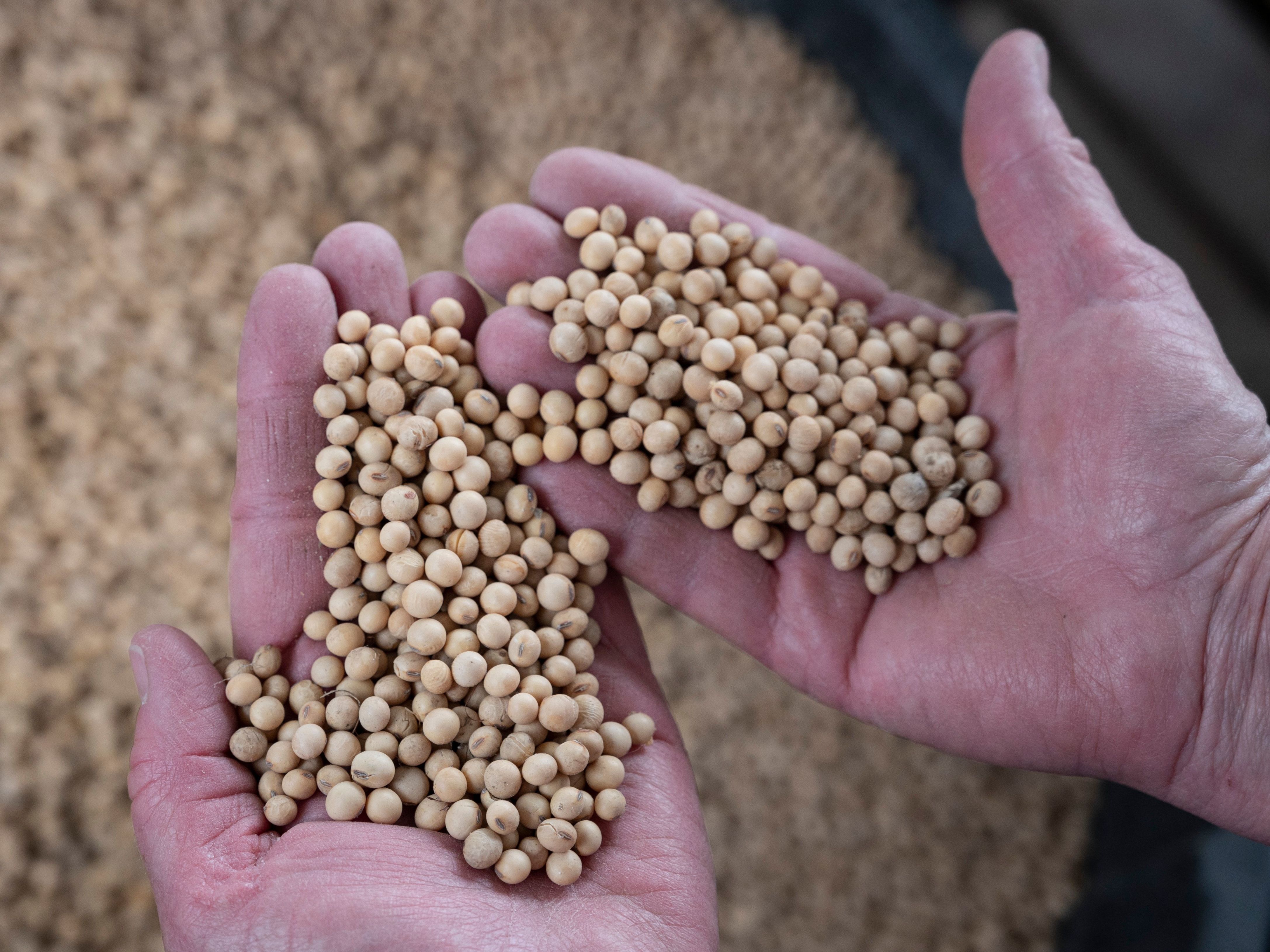 caption: A farmer holds soybeans from her Nebraska farm in 2019. Today, farmers are struggling to find containers that can ship their products to Asia.