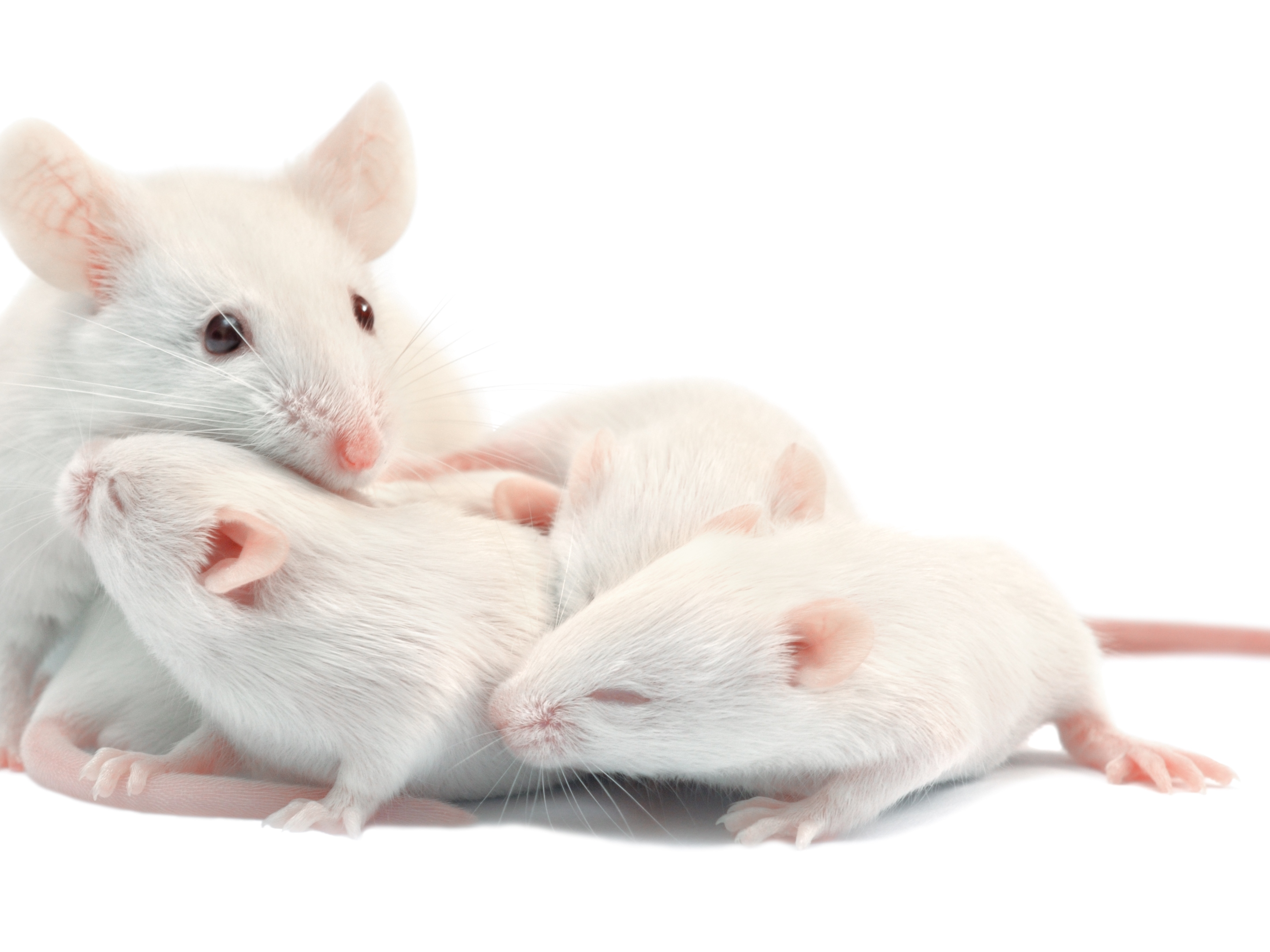 caption: Baby mice make ultrasonic chirps to get their mother's attention.