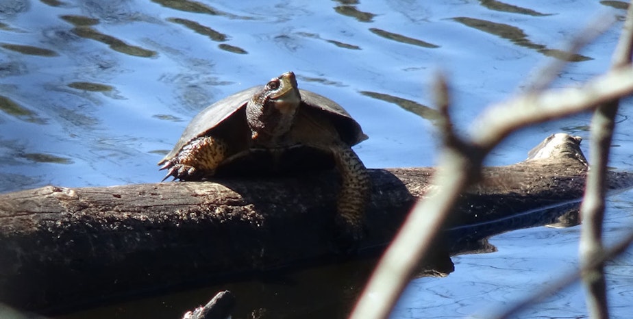 caption: A western pond turtle basks in an undated University of Washington / Burke Museum photo.
