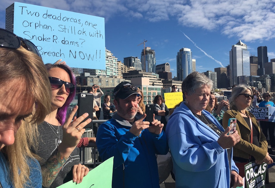 caption: People gathered to listen to the announcement about the latest orca death brought signs calling for the breaching of the Snake River dams. 