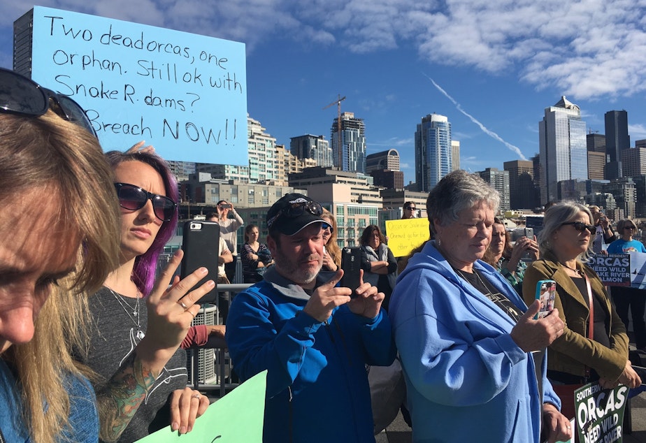 caption: People gathered to listen to the announcement about the latest orca death brought signs calling for the breaching of the Snake River dams.