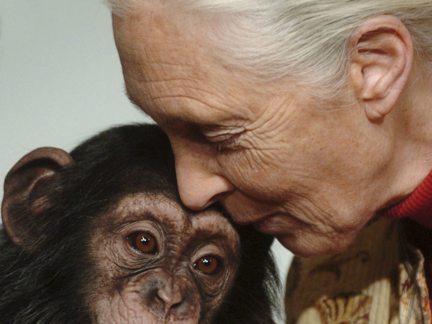 caption: Primatologist Jane Goodall kisses a chimpanzee baby on Dec. 20, 2004.