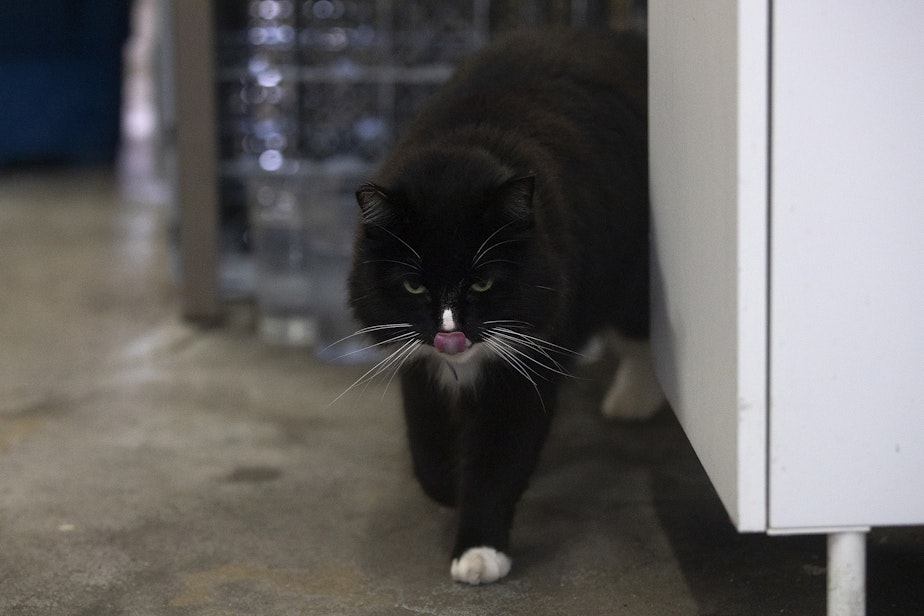 caption: Simcoe the cat walks around Bickersons Brewhouse on Wednesday, January 31, 2024, in Seattle. 