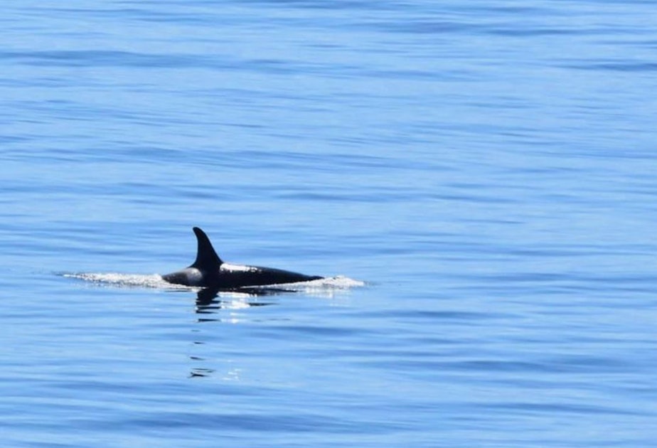 caption: Orca J19, a 41-year-old grandmother and the second oldest member of J pod, surfaces in Haro Strait, west of San Juan Island, on Sept. 1, 2020.