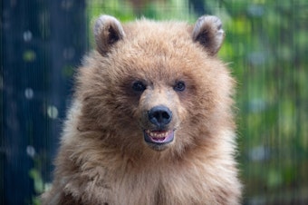caption: Juniper, a brown bear at the Woodland Park Zoo in Seattle who snarfed down a mama duck and her ducklings.