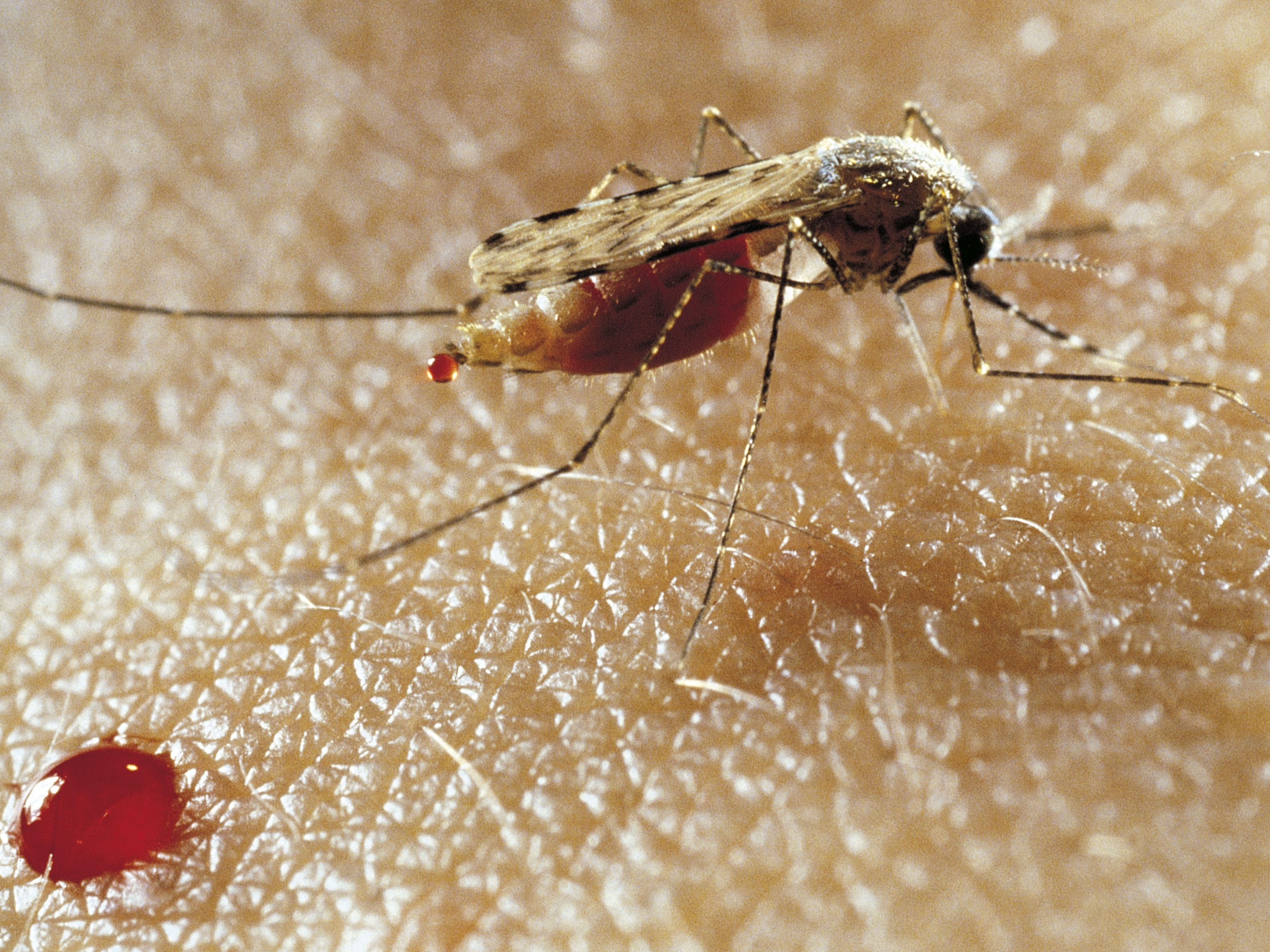 caption: Anopheles mosquito, Culicidae.