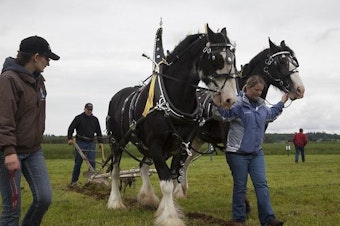 caption: Courtney Polinder plows at the 2013 International Plowing Match while his wife, Heidi, right, helps steer the horses in the furrow. Courtney’s grandfather, Fred Polinder, began competing at the plowing match in 1943.