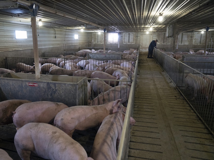 caption: Young female pigs stand in a pen at a hog farm in Smithville, Ohio, U.S.