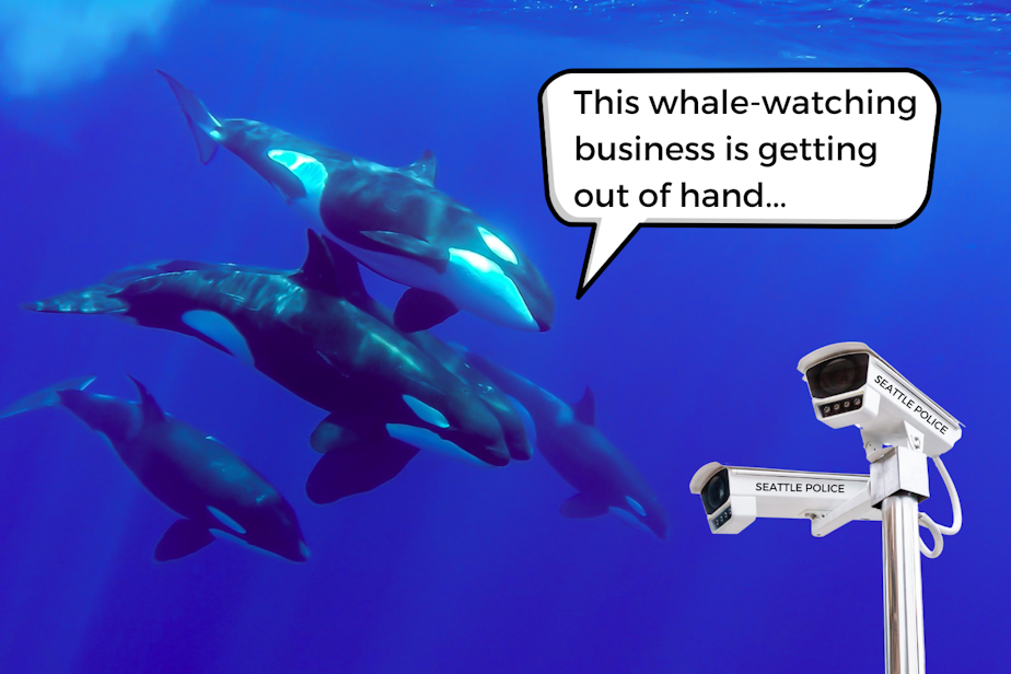 caption: A photo collage of four orcas looking at surveillance cameras labeled Seattle Police underwater with them. One of the whales says, "This whale-watching business is getting out of hand..." Photos courtesy of Canva.