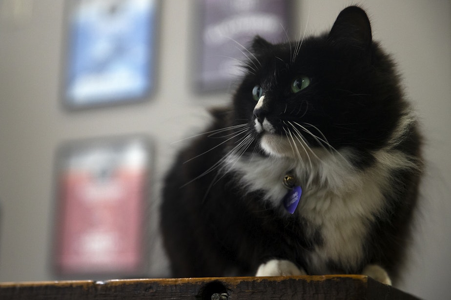 caption: Simcoe the cat at Bickersons Brewhouse on Wednesday, January 31, 2024, in Seattle. 