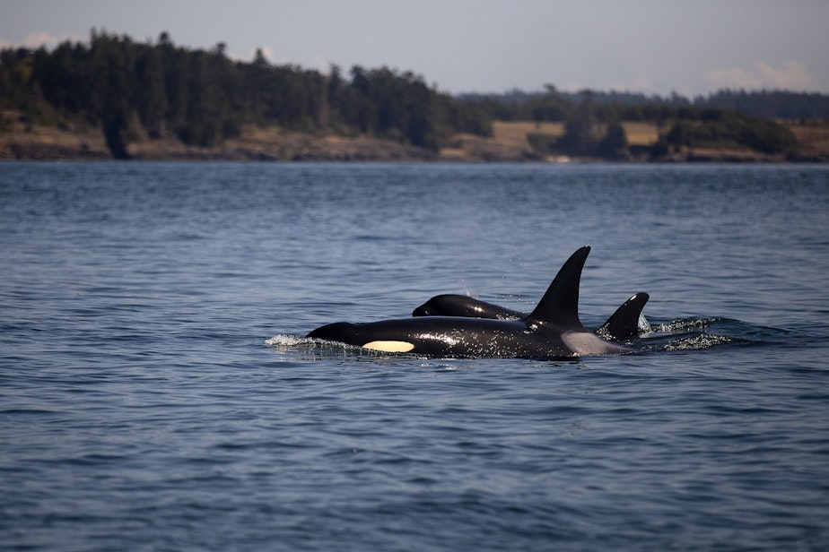 caption: Transient whales are shown near the San Juan Islands in 2018. (Image taken under the authority of NMFS MMPA/ESA Permit No. 18786-03) 