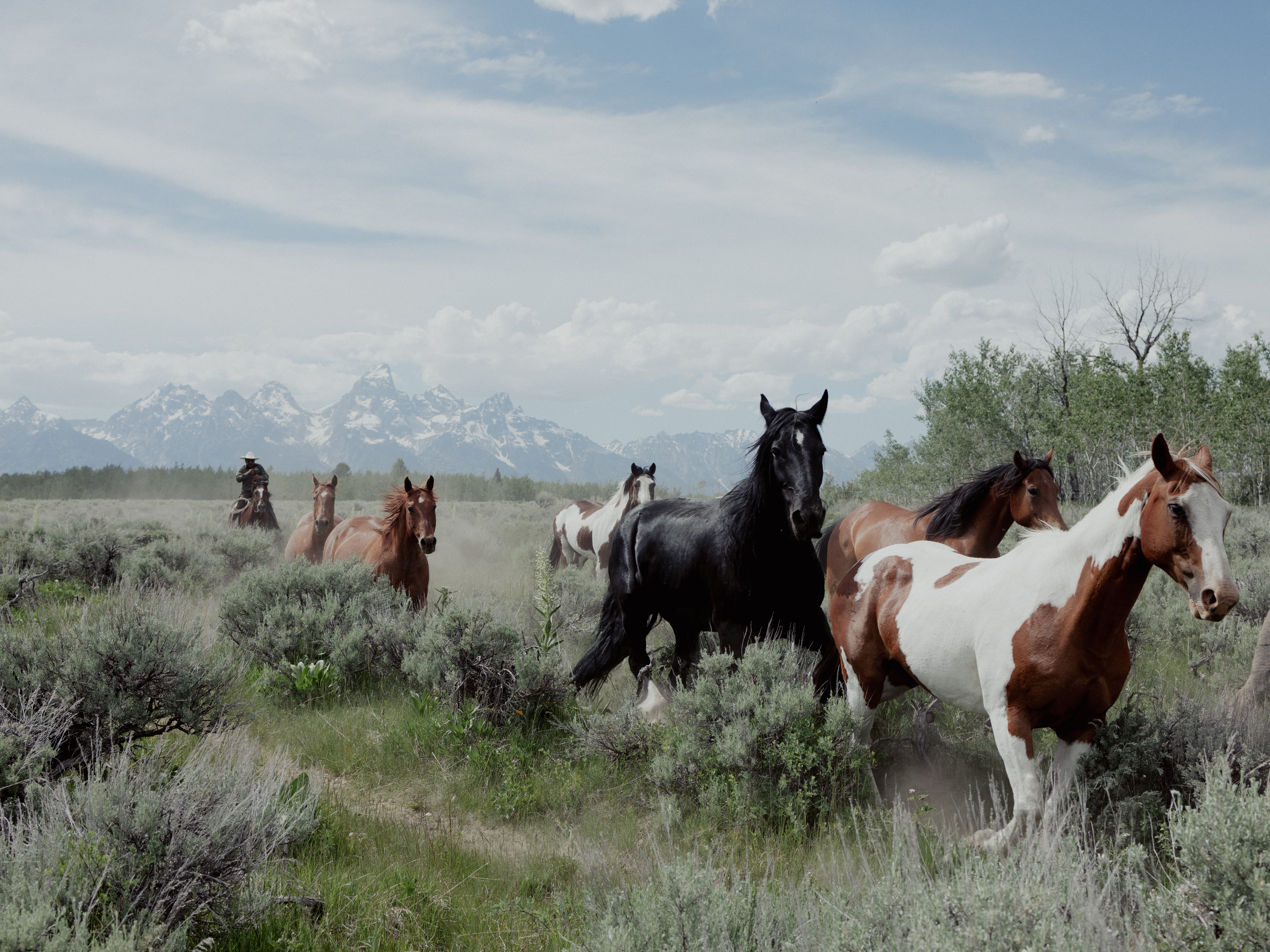 caption:  A half dozen horses run through sagebrush with the Grand Teton mountains in the background.