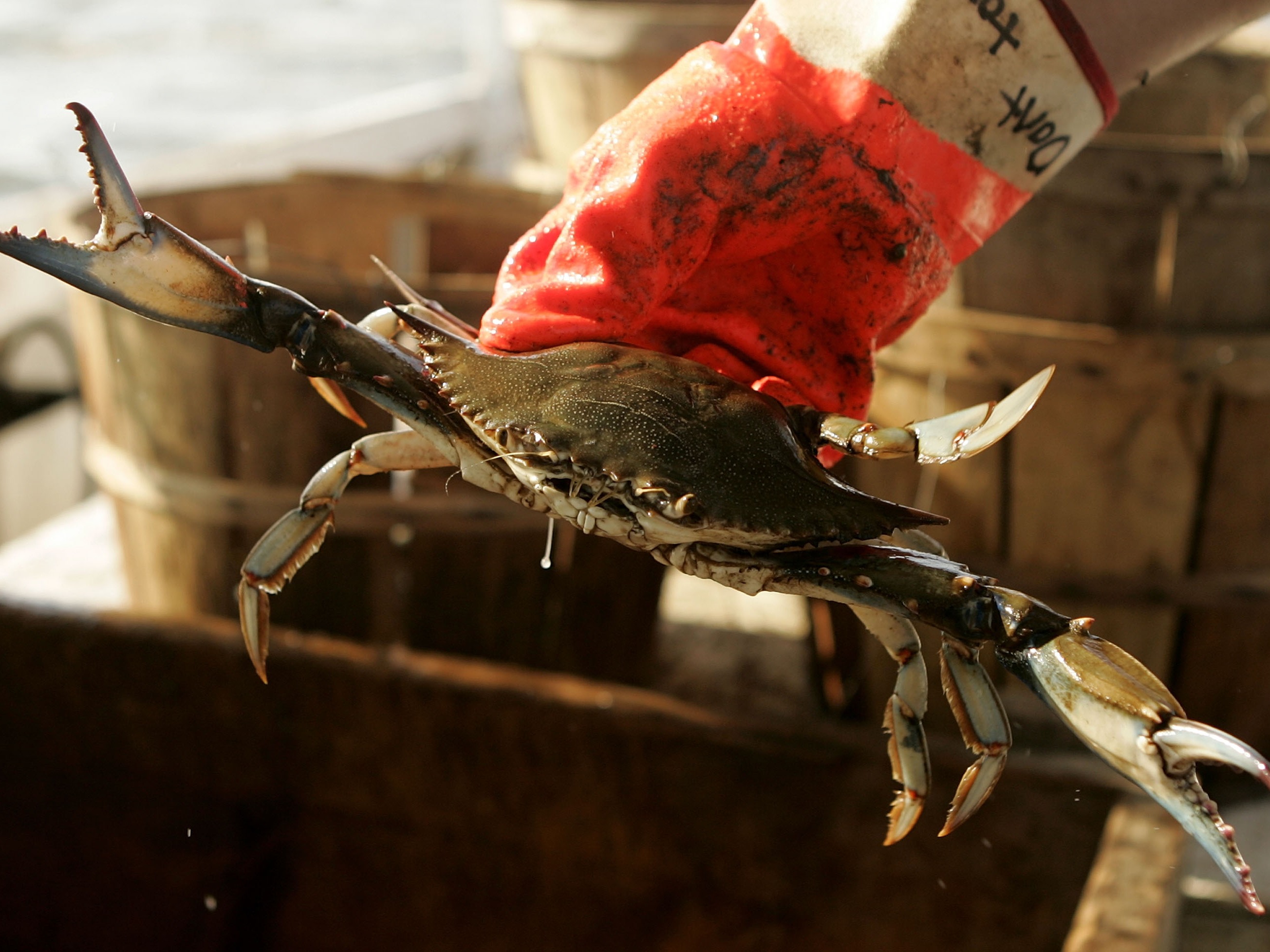 caption: Earlier this summer, a group of Virginia watermen voted to explore the possibility of year-round crab fishery, but conservationists worry what that could mean for the health of the Bay.