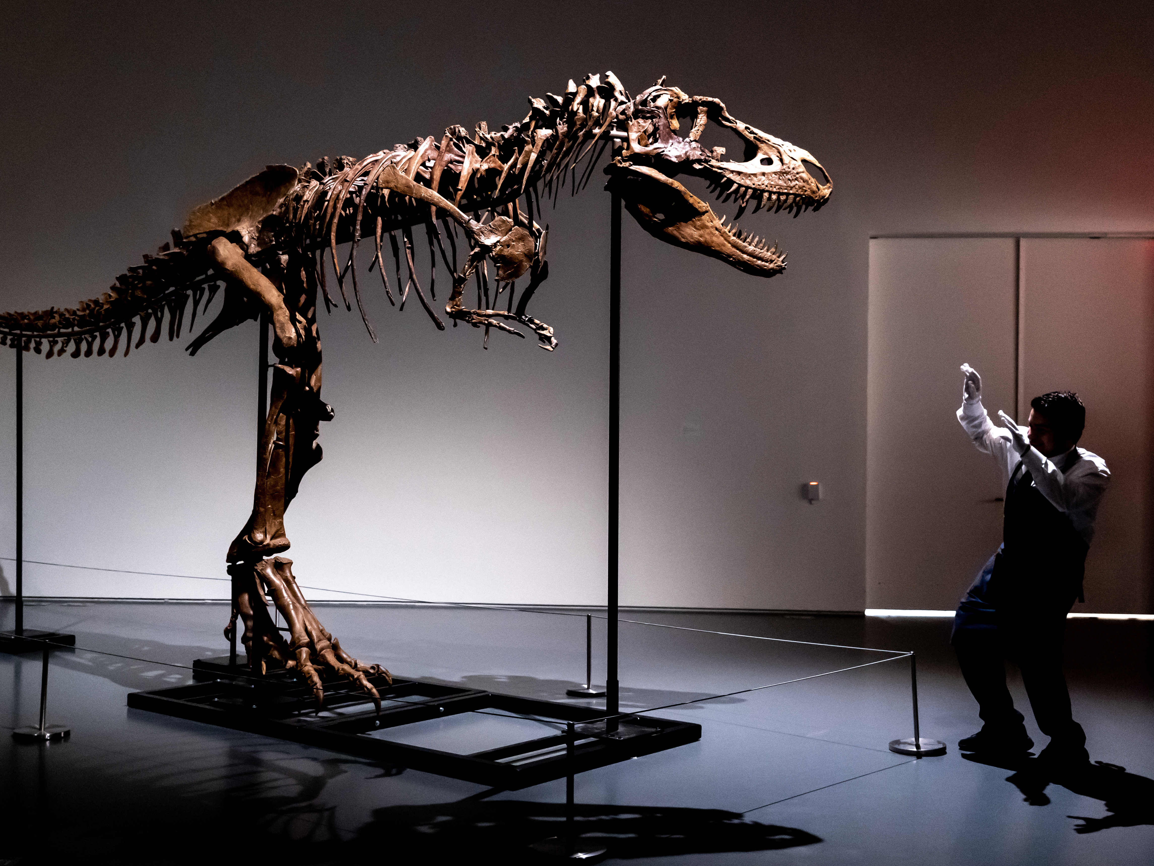 caption: A Sotheby's New York employee demonstrates the size of a Gorgosaurus dinosaur skeleton on Tuesday in New York.