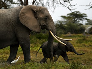 caption: A mother elephant and her calf head for a nearby marsh at Kenya's Amboseli National Park on August 12.