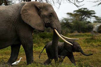caption: A mother elephant and her calf head for a nearby marsh at Kenya's Amboseli National Park on August 12.