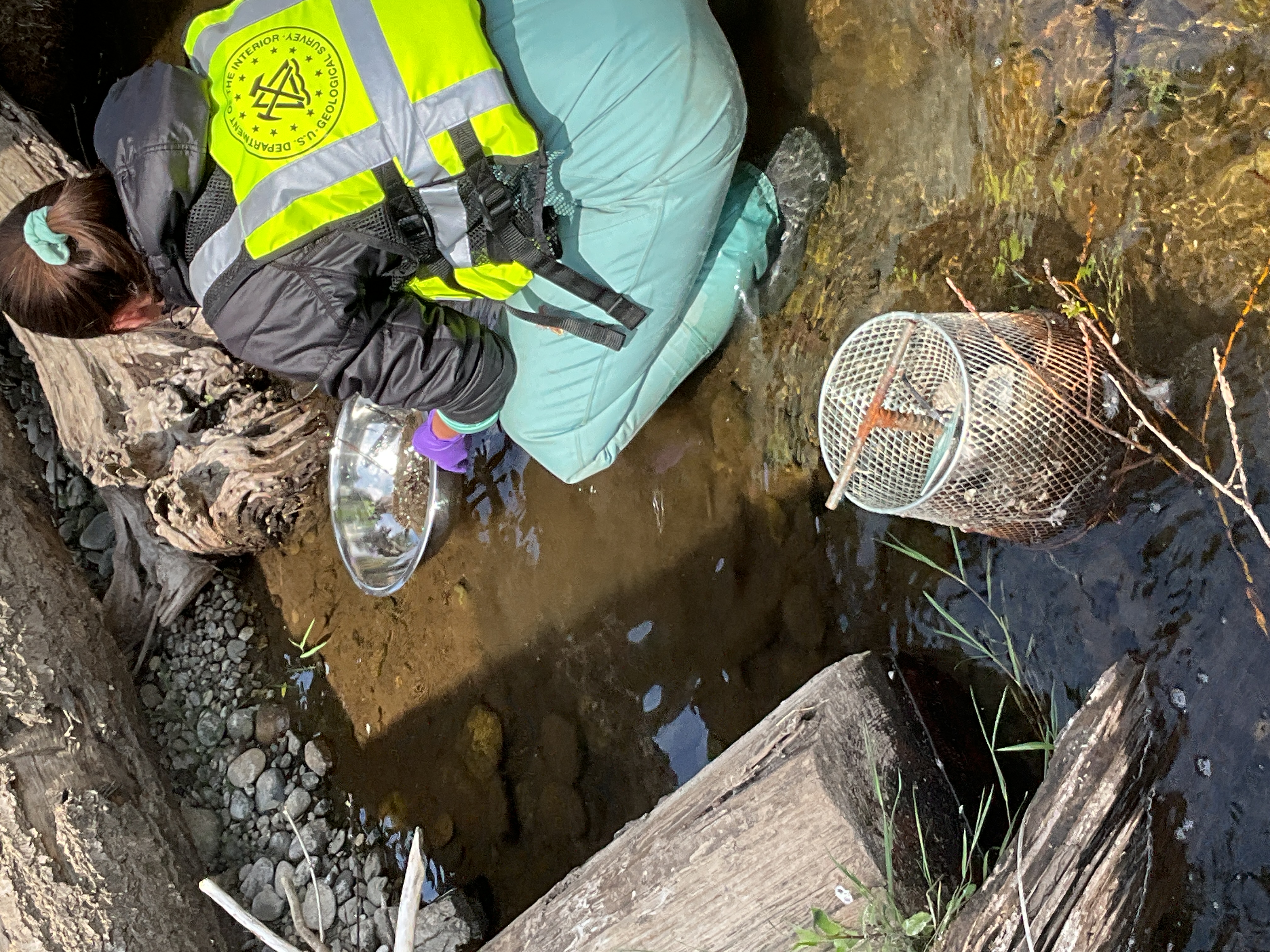 caption: A researcher with the U.S. Geological Survey collects samples from sediment at the bottom of Chico Creek, Kitsap Peninsula's most productive salmon stream, to check for the presence of 6PPD-Q, a tire chemical byproduct that kills coho salmon.