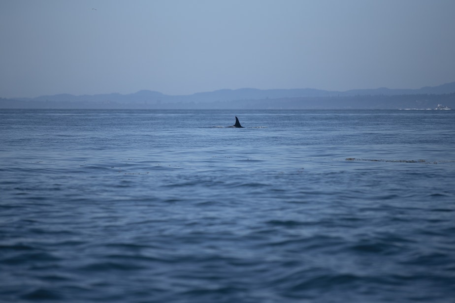 caption: A southern resident orca from J-pod, seen in inland waters in 2019, near Lime Kiln Point off San Juan Island. (Image taken under authority of NMFS permit No. 22141)