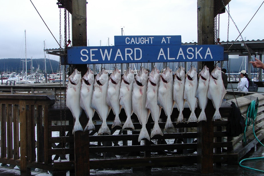 caption: Halibut catch in Alaska.