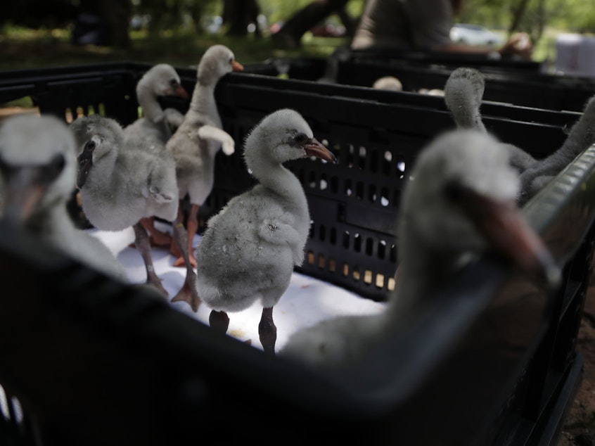 caption: A special airlift brought these flamingo chicks from a dried out dam near Kimberley to a center in Pretoria, Thursday.