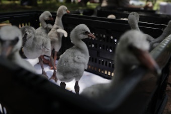 caption: A special airlift brought these flamingo chicks from a dried out dam near Kimberley to a center in Pretoria, Thursday.