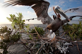 caption: Brown pelicans nest in the mangrove trees of Cat Island in April 2012. One of a handful of nesting areas for pelicans and other coastal birds along Louisiana's coast, it was hit hard by the BP oil spill. This accelerated its erosion, and it is completely underwater now.