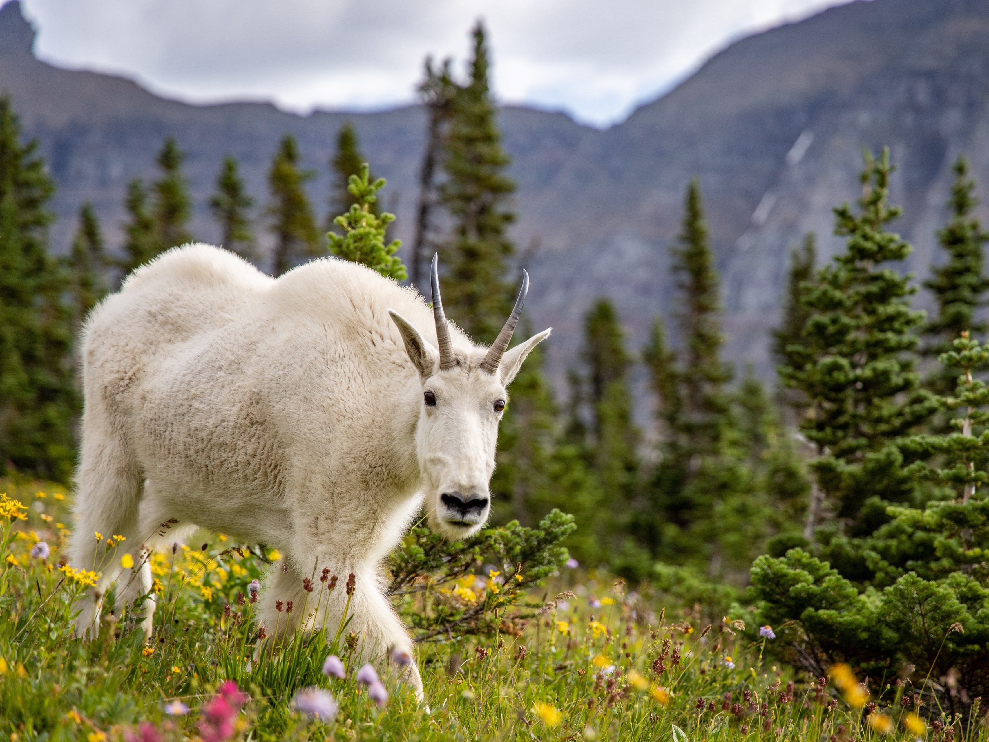 caption: A female mountain goat in an alpine meadow in Montana's Glacier National Park. When goats competed with sheep for salt in the park, the goats won almost unanimously.
