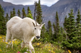caption: A female mountain goat in an alpine meadow in Montana's Glacier National Park. When goats competed with sheep for salt in the park, the goats won almost unanimously.