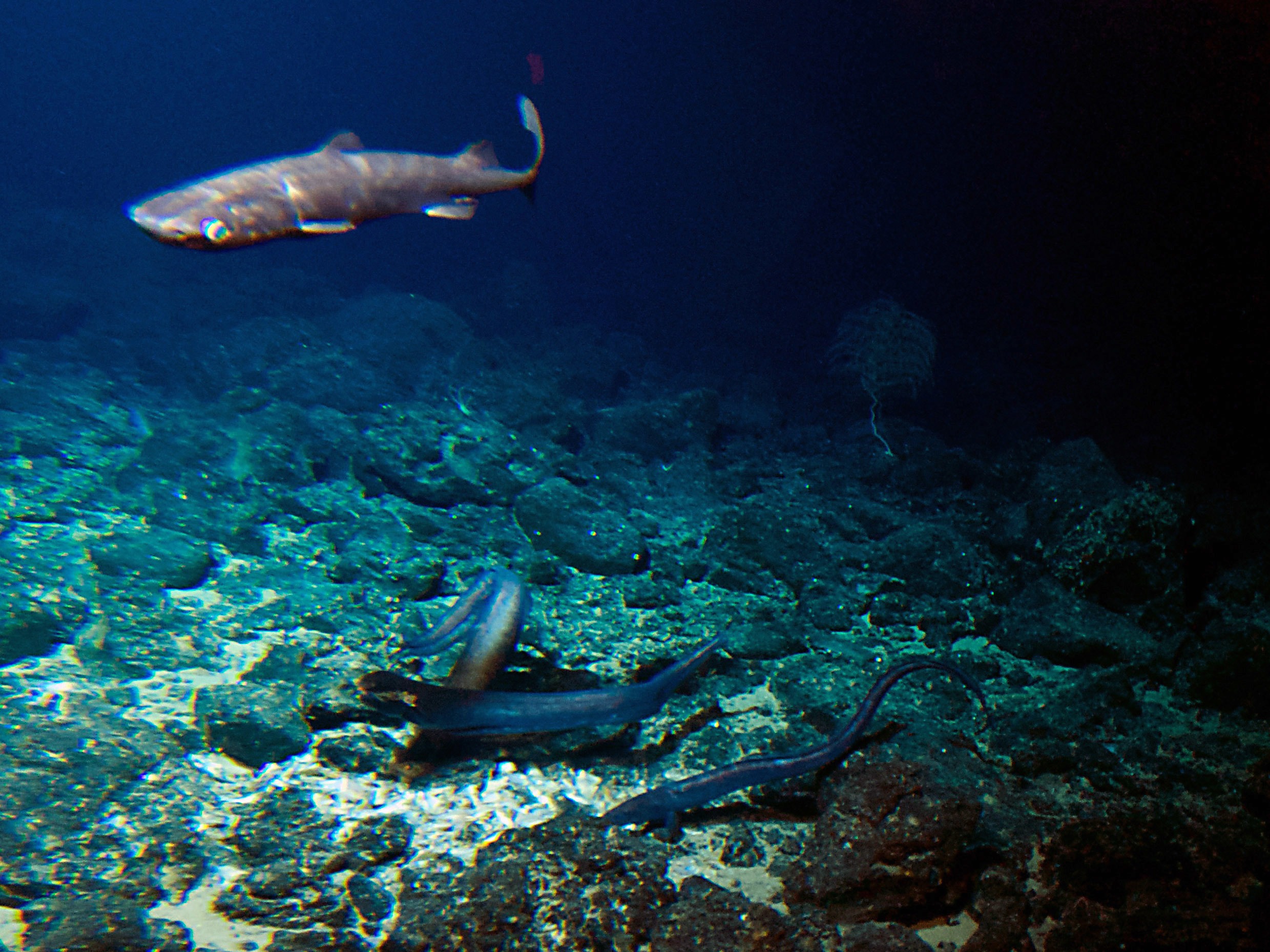 caption: A deep sea shark and several eels are attracted to bait placed at the summit of the Cook seamount, as seen from the Pisces V submersible during a dive to the previously unexplored seamount off the coast of Hawaii's Big Island on Sept. 6, 2016.