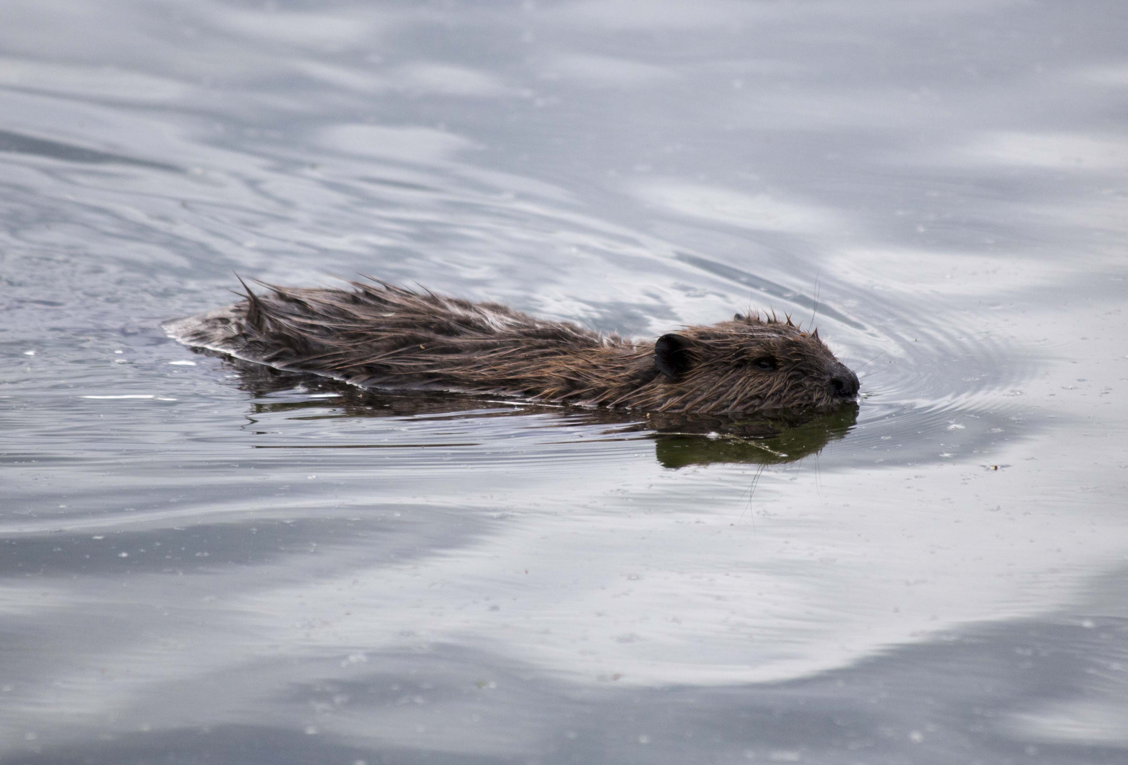 KUOW The Unusual Connection Between Beavers, Permafrost And Climate