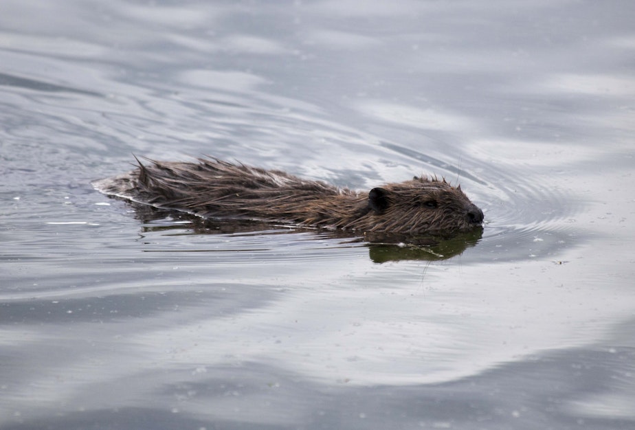 caption: Once nearly extinct, beavers are now inadvertently contributing to climate change. (Ken Tape)