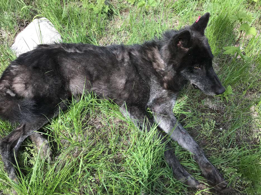 caption: This Togo pack wolf, an adult male shown when he was radio-collared in early June, is now marked for death by WDFW.