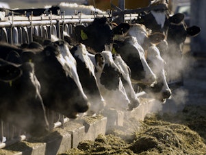 caption: The U.S. Department of Agriculture says cows in multiple states have tested positive for bird flu.