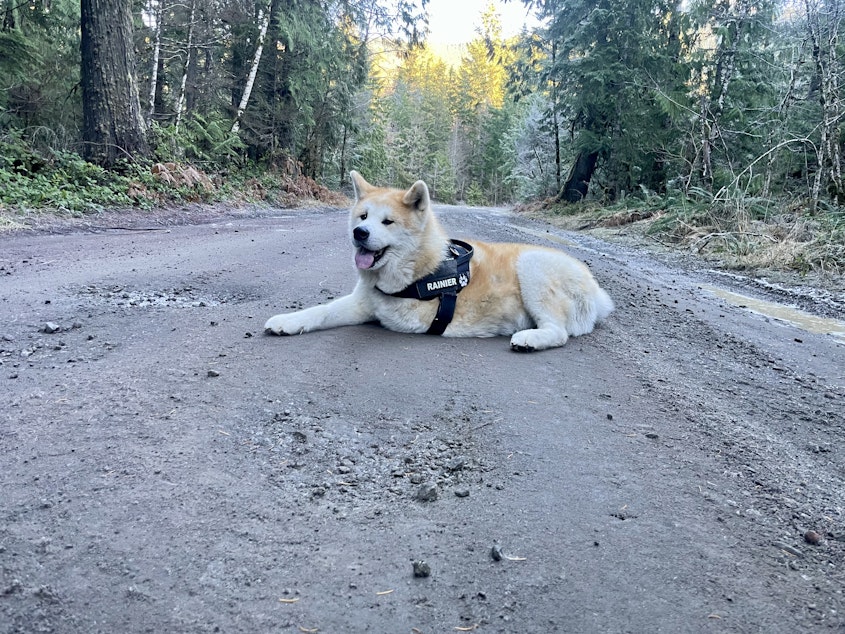 caption: Rainier rests near his home in Roy, Washington. He has survived two bouts of cancer thanks in part to a new immunotherapy treatment for dogs.