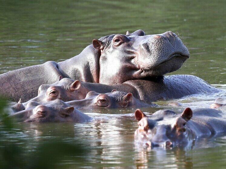 caption: Hippos float in the lake in 2021 at Hacienda Napoles Park, once the private estate of drug kingpin Pablo Escobar, in Puerto Triunfo, Colombia. He imported three female hippos and one male hippo decades ago. It's believed that there are now more than 100 in the area, and that they pose a threat to the local ecosystem.