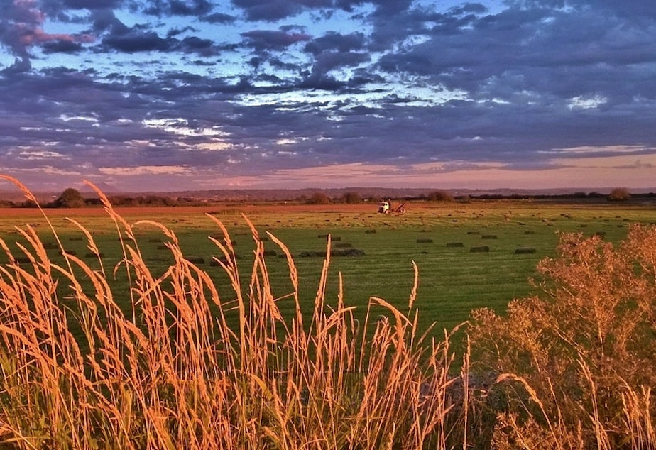 caption: Farm in Skagit Valley, Washington state, a magnet for many farmworkers.